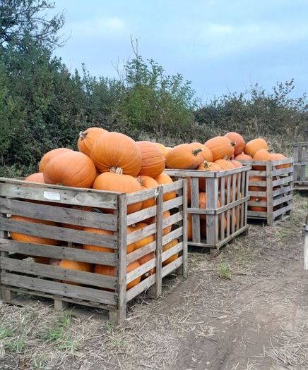 Pumpkins  for sale   Dublin