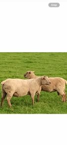 Vendeen Rams