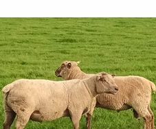 Vendeen Rams