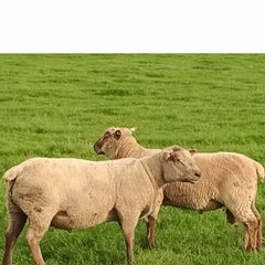 Vendeen Rams