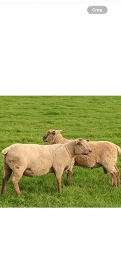 Vendeen Rams