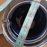 Vintage Heavy Cased Glass Ashtray Deep Cobalt Blue Core Image 6