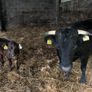 Dexter heifer/ calf pairs Image 2