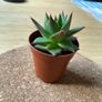 Succulent Echeveria Lipstick indoor and outdoor plant Image 4