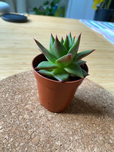 Succulent Echeveria Lipstick indoor and outdoor plant