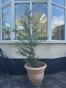 Conifer Tree