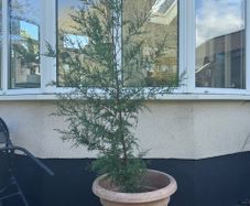 Conifer Tree