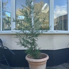 Conifer Tree