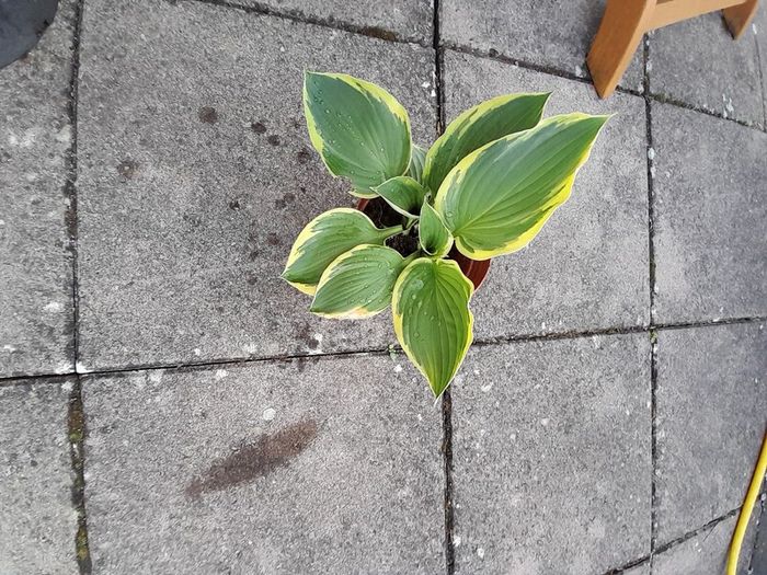 Hosta Plants