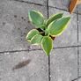 Hosta Plants Image 4