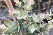 Eucalyptus gunnii, cider gum.