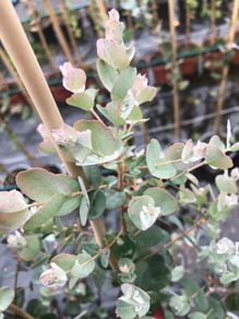 Eucalyptus gunnii, cider gum.