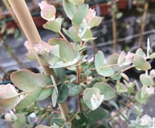 Eucalyptus gunnii, cider gum.