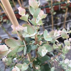 Eucalyptus gunnii, cider gum.