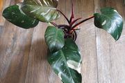 No.7 Philodendron Red Anderson