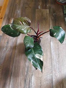 No.7 Philodendron Red Anderson