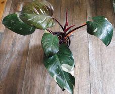 No.7 Philodendron Red Anderson