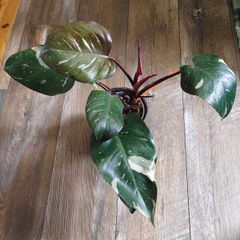 No.7 Philodendron Red Anderson