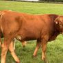 Cattle Image 4