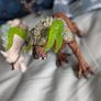 schleich eldrador figures Image 4