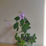 Streptocarpus saxorum  Cape primrose plant Image 4