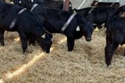 Aberdeen Angus Bulls