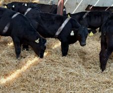 Aberdeen Angus Bulls