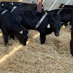 Aberdeen Angus Bulls