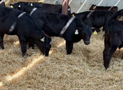 Aberdeen Angus Bulls
