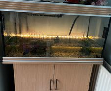 Aqua One Fish tank, filter and cabinet.