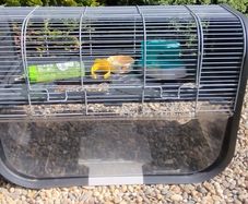 Gerbil Cage