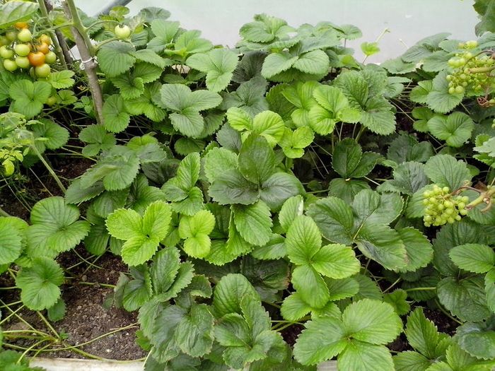 Strawberry Plant