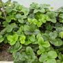 Strawberry Plant Image 4