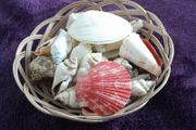 Basket of Seashells