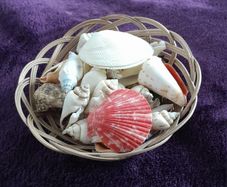 Basket of Seashells