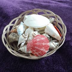 Basket of Seashells
