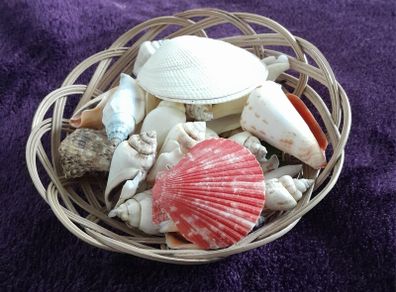 Basket of Seashells