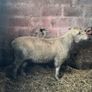 Pure bread Dorset ram , texal ram , breading ewes Image 2