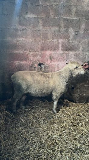 Pure bread Dorset ram , texal ram , breading ewes