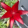 Lily 'Night Rider' Image 7