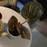 Rare begonias U508 Image 2