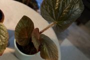 Rare begonias U508