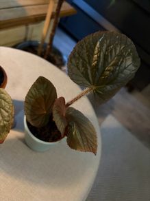Rare begonias U508