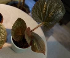 Rare begonias U508