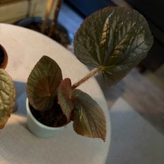 Rare begonias U508