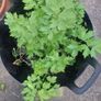 lovage organic Image 2