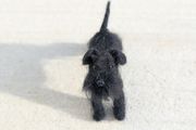 Handmade Felt Schnauzer (Woollen Black Dog)
