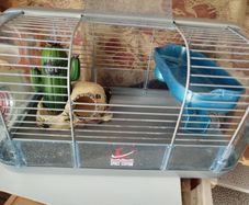 hamster Habitrail