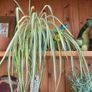 Plants Image 2