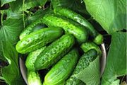 (C) Cucumber Rodnichok Natur H seeds 1g (120147)